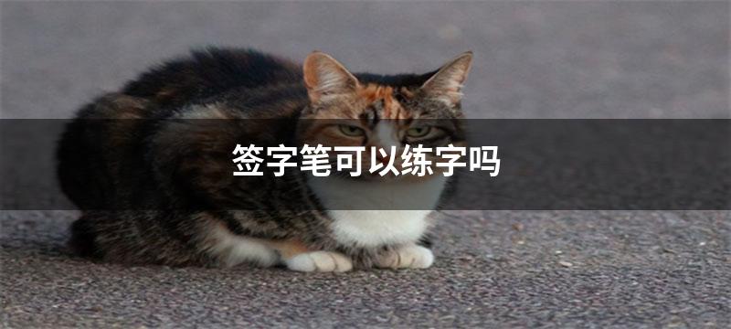 签字笔可以练字吗