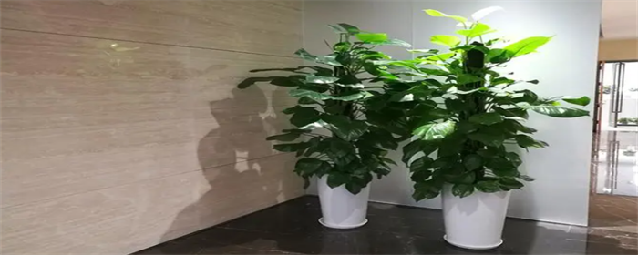 门口摆放植物.png